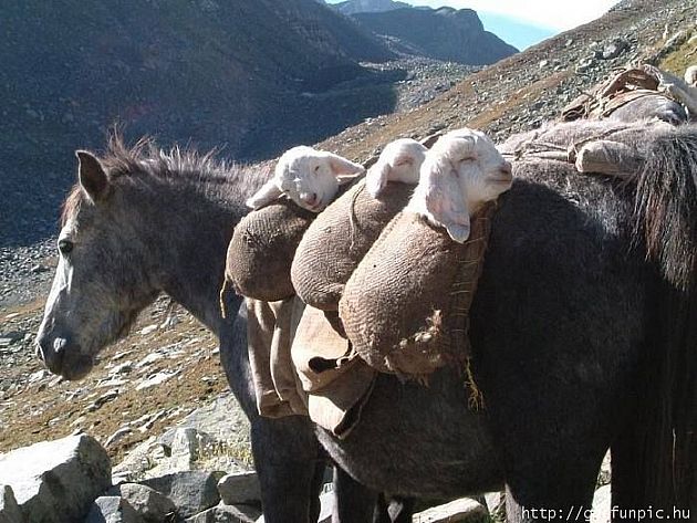 A bárányok hallgatnak