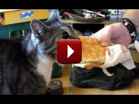 Íme, 2013 legjobb evés közben beszélő macskái